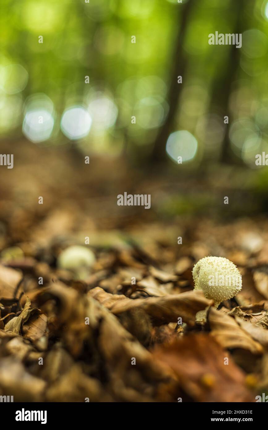 magical mushrooms in autumn in a fairy tale forest, abstract circular bokeh, bottle stem mushroom Stock Photo