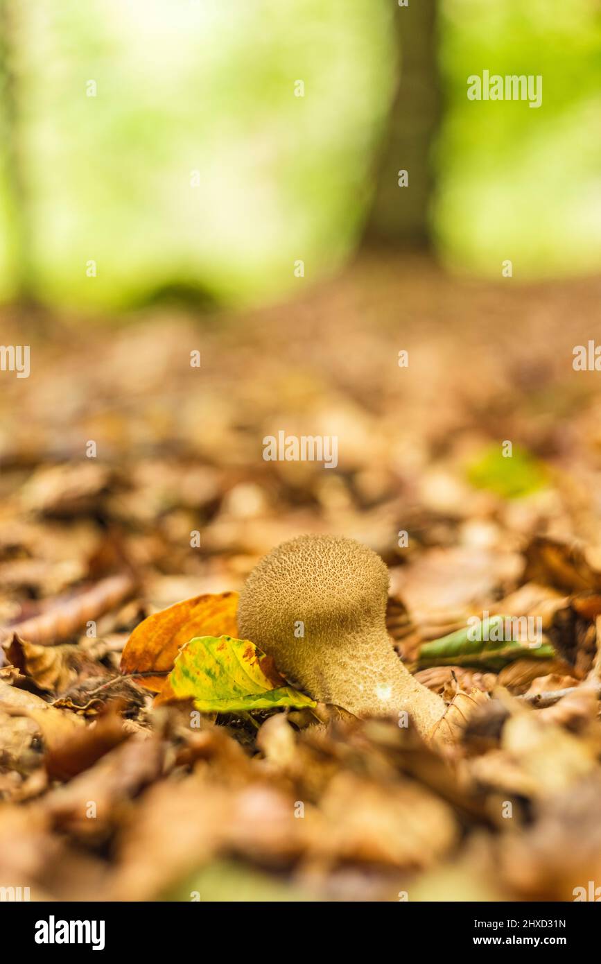 magical mushrooms in autumn in a fairy tale forest, abstract circular bokeh, bottle stem mushroom Stock Photo