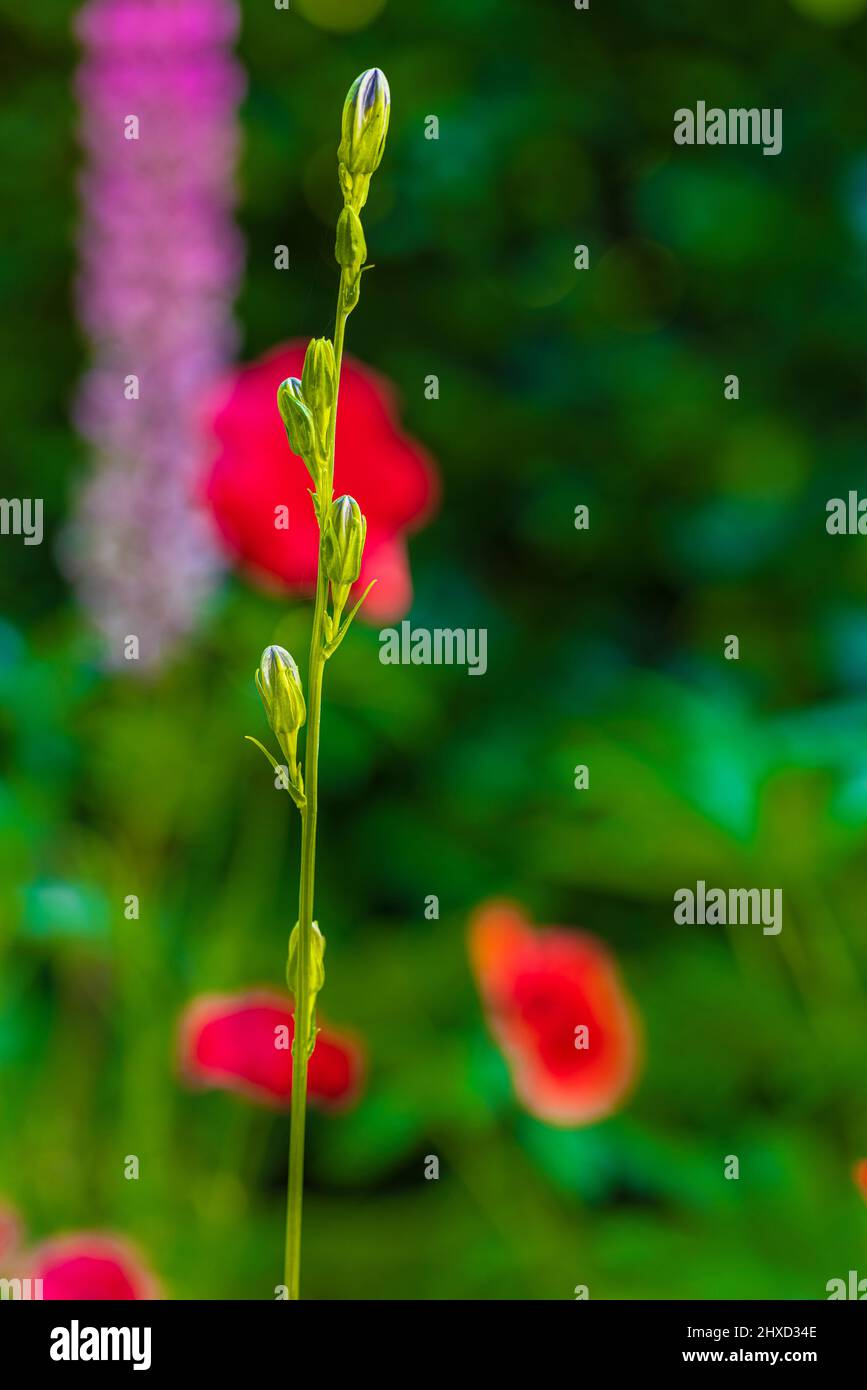 Triteleia laxa 'Queen Fabiola', flower bud formation. Stock Photo