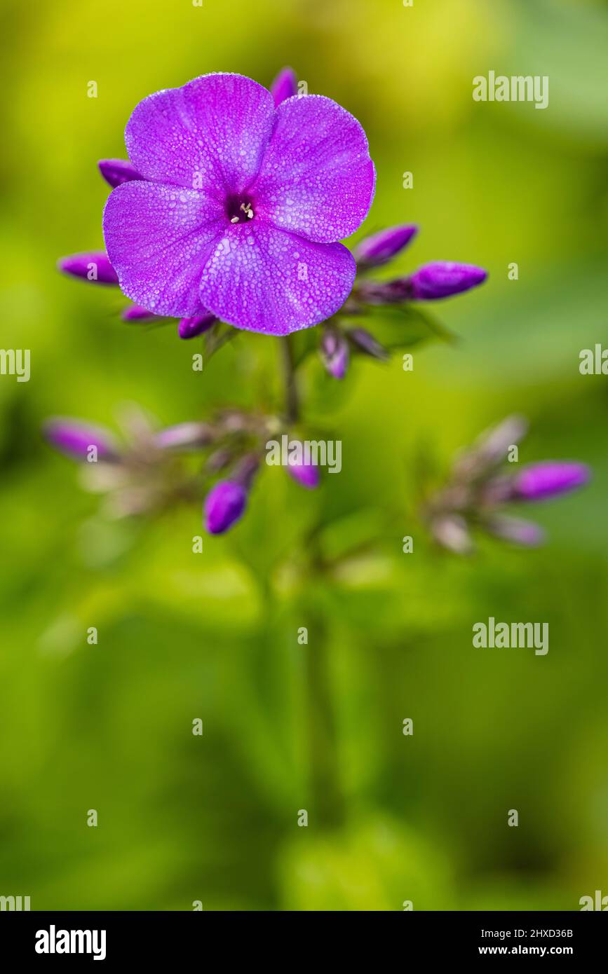 Carnation blooms hires stock photography and images Alamy
