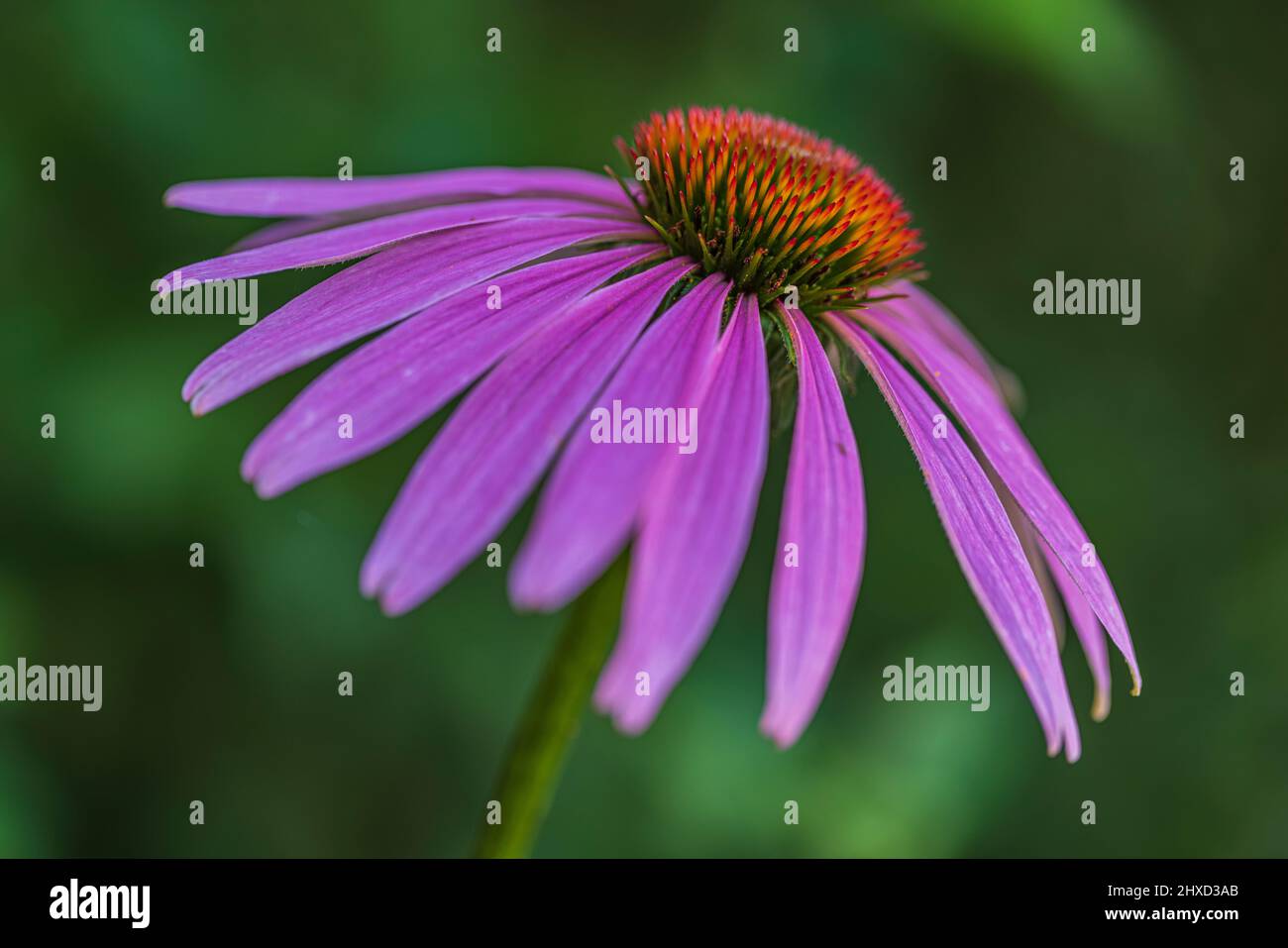 Purple coneflower in garden, Echinacea purpurea, close up Stock Photo