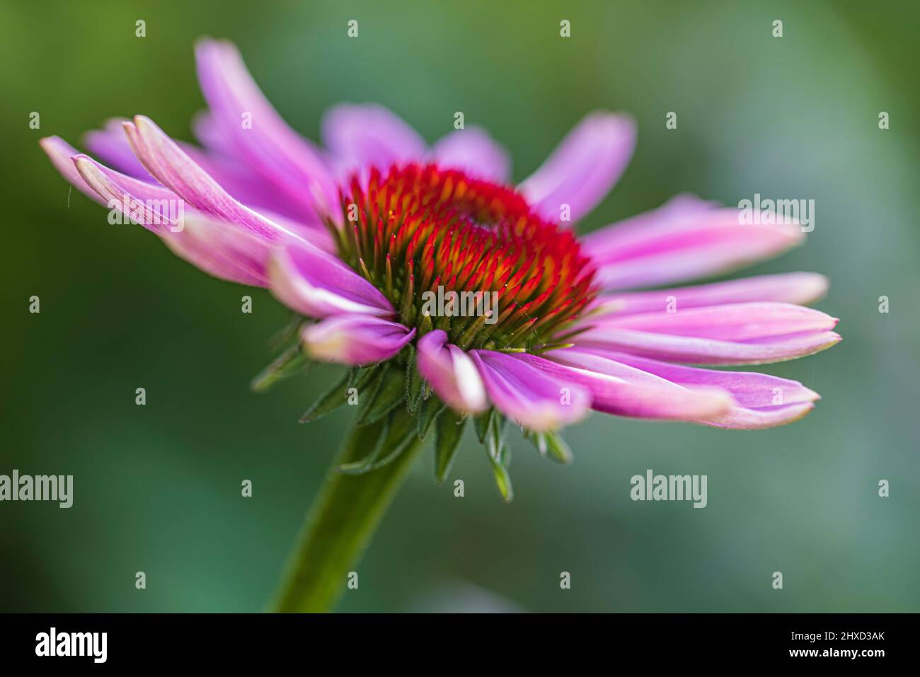 Purple coneflower in garden, Echinacea purpurea, close up Stock Photo