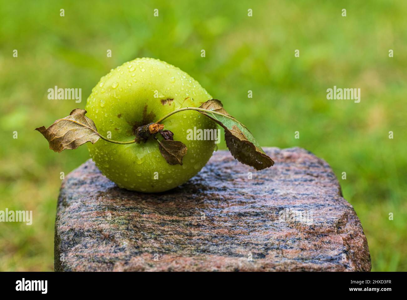 Stone fruit hires stock photography and images Alamy