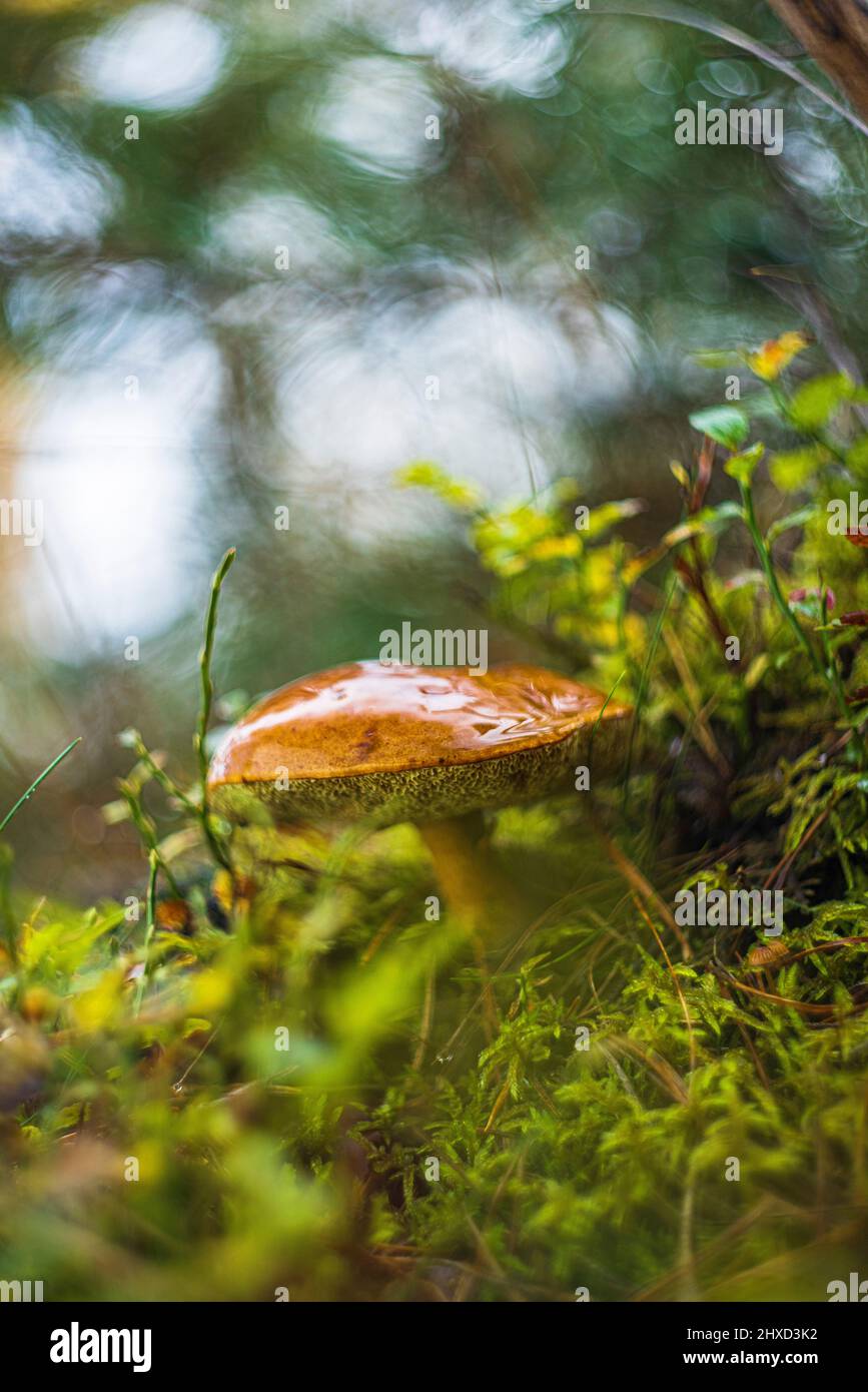 bitter bolete (Tylopilus felleus, Boletus felleus Stock Photo Alamy