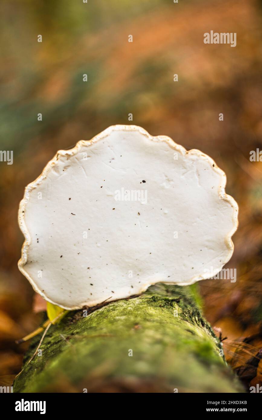 Birch porling, Piptoporus betulinus on dead wood Stock Photo