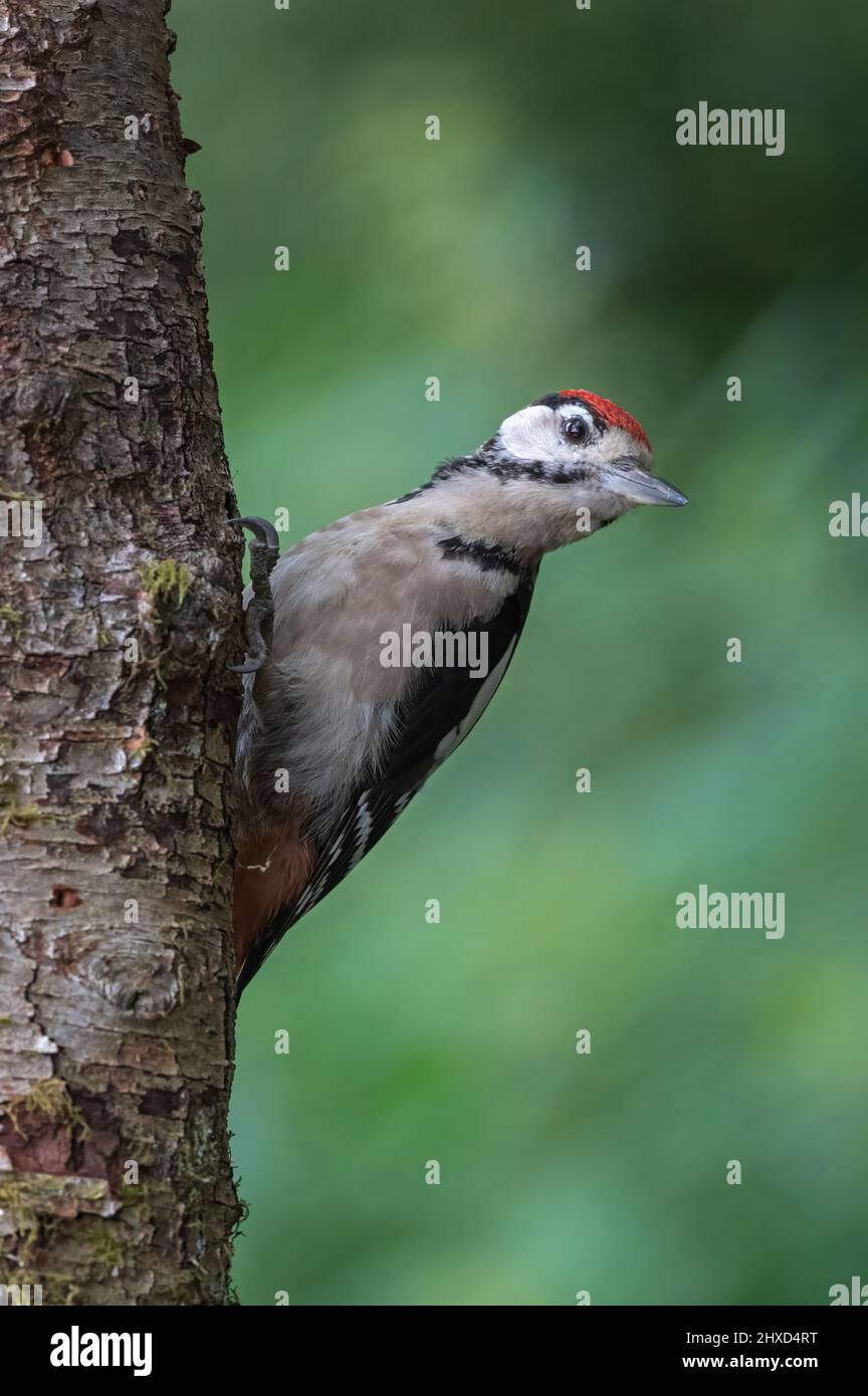 A greater spotted Woodpecker at Dean Mason's 'Windows on Wildlife