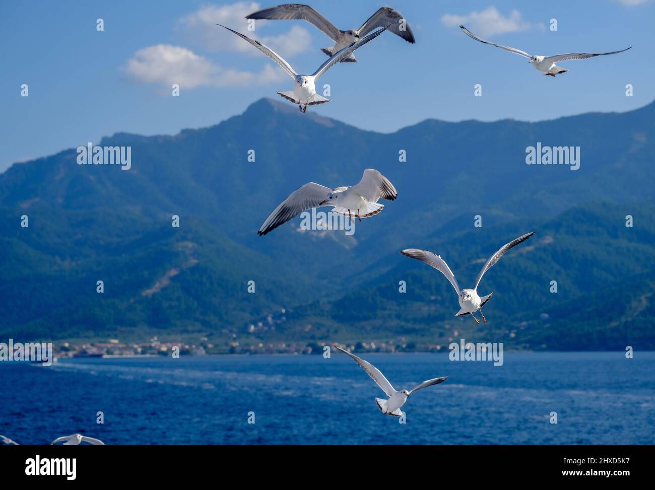 Limenas, Thassos, Greece - Seagulls accompany the ferry Thassos Sea Lines to Limenas. The capital of the island of Thassos is a popular destination for vacationers. Thassos belongs to Eastern Macedonia and Thrace, also Eastern Macedonia and Thrace. Stock Photo