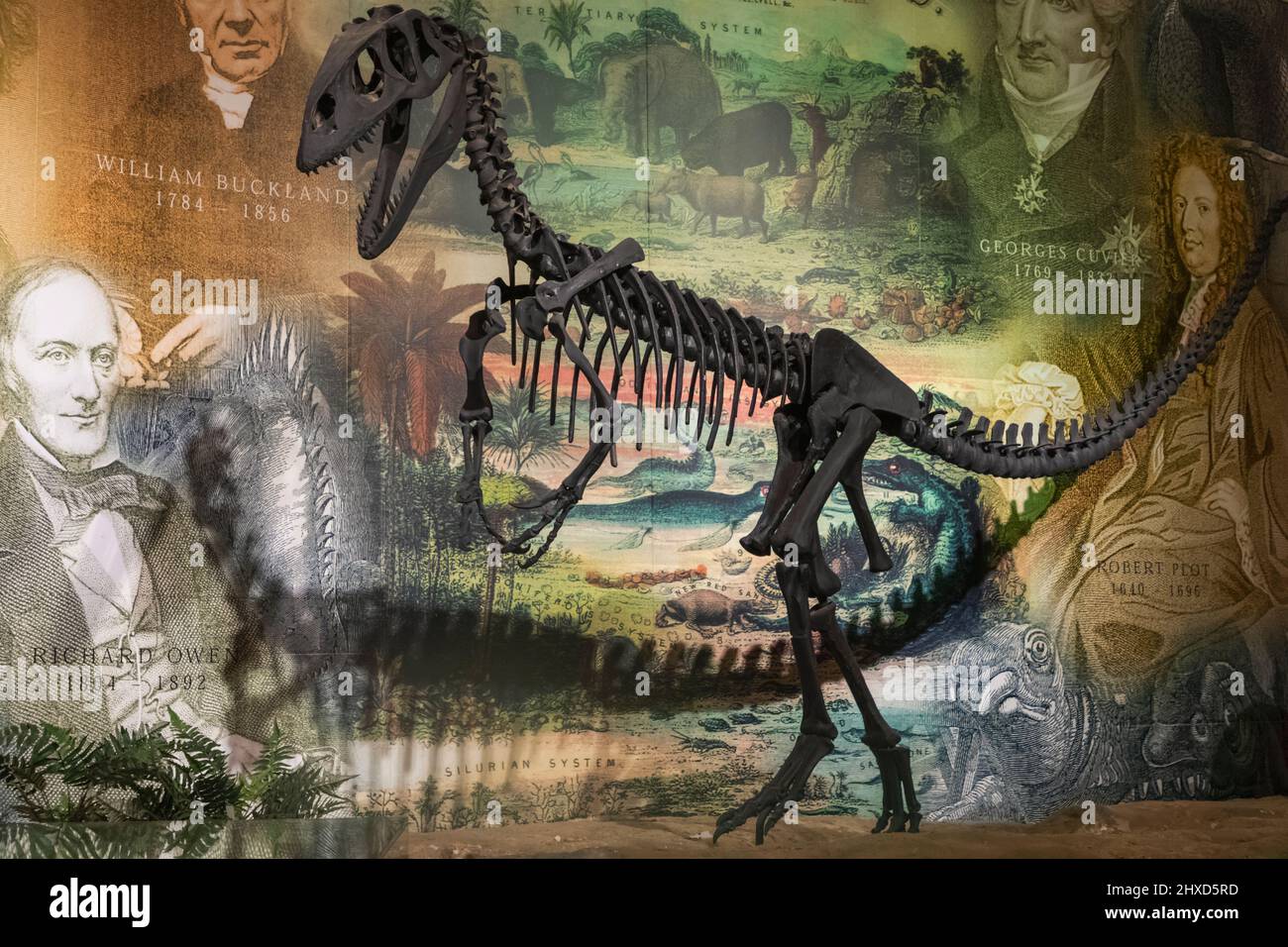 England, Isle of Wight, Sandown, Dinosaur Isle Museum, Display of Dinosaur Skeleton in front of Pictorial Montage of Famous Historical Geologists and Palaeontologists Stock Photo