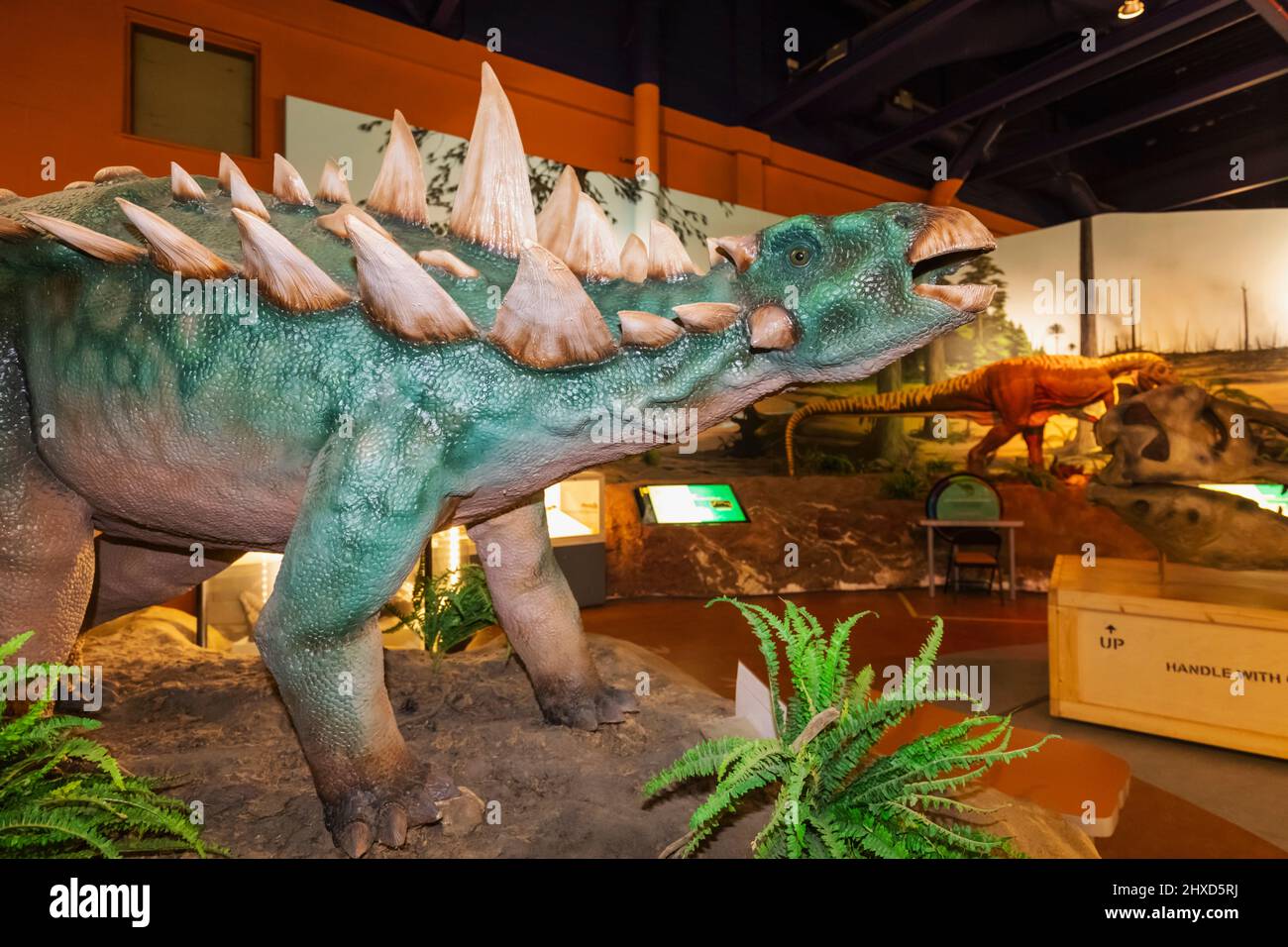 England, Isle of Wight, Sandown, Dinosaur Isle Museum, Model of a Anklosaurus Armoured Dinosaur Stock Photo