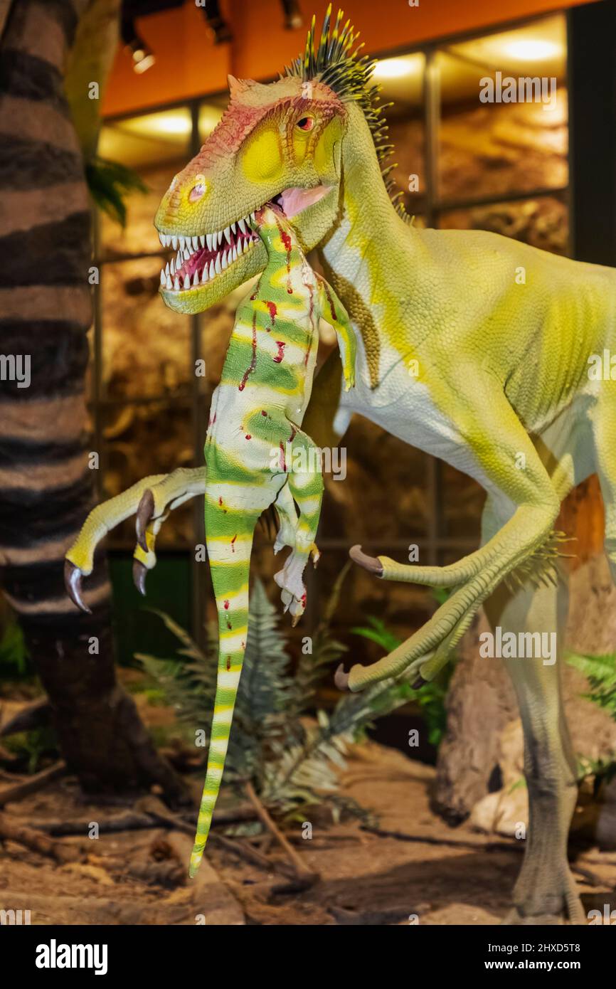 England, Isle of Wight, Sandown, Dinosaur Isle Museum, Model of a Eotyrannus Llengi aka Dawn Tyrant Dinosaur Eating a Model Hypsilophodon Dinosaur Stock Photo