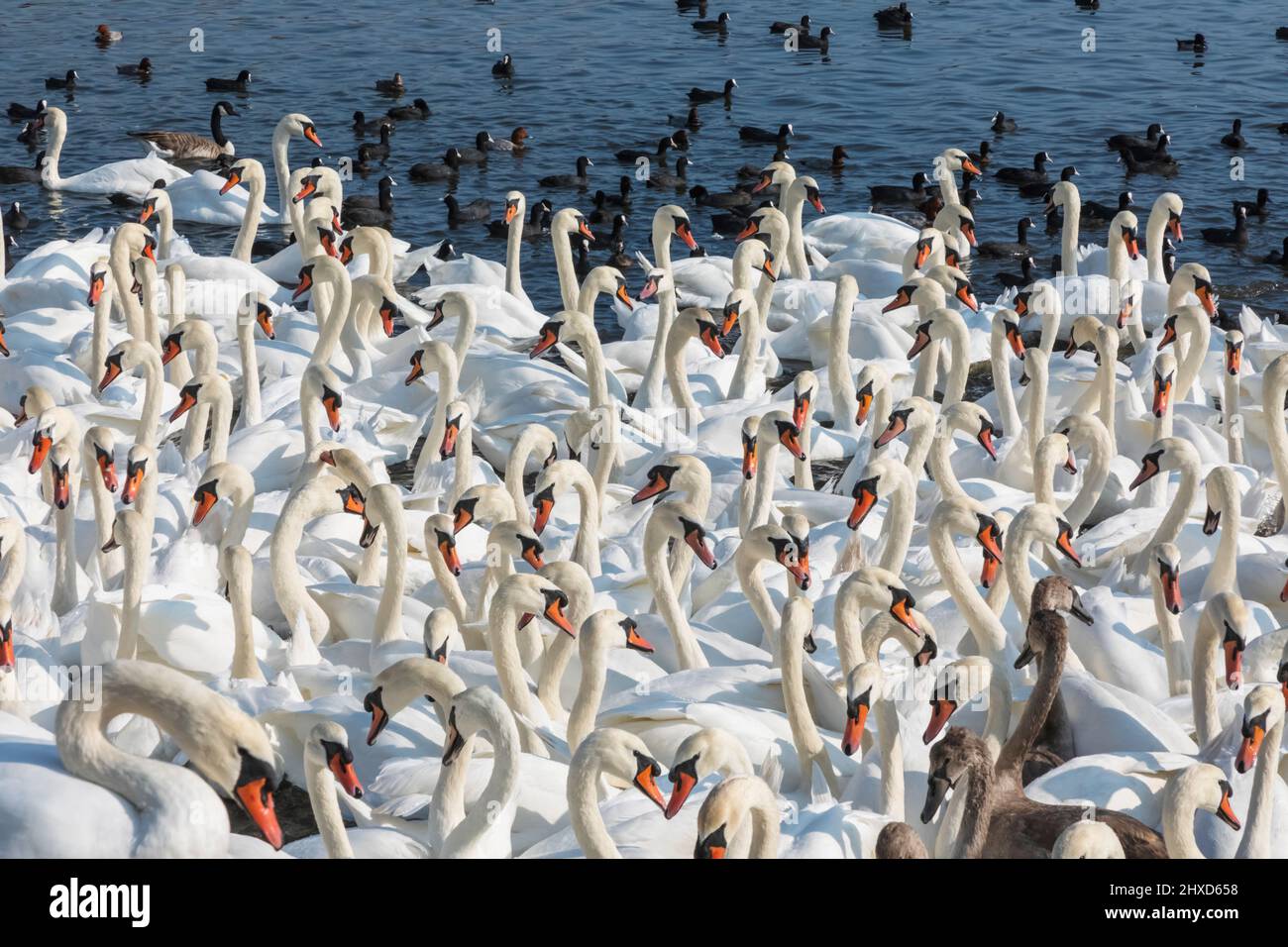 England, Dorset, Abbotsbury, A Bevy of Mute Swans at Abbotsbury Swannery Stock Photo