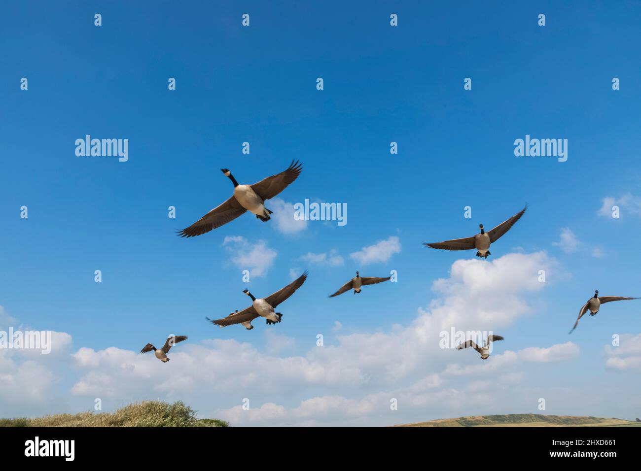 England, Dorset, Abbotsbury, Flock of Geese in Flight at Abbotsbury Swannery Stock Photo