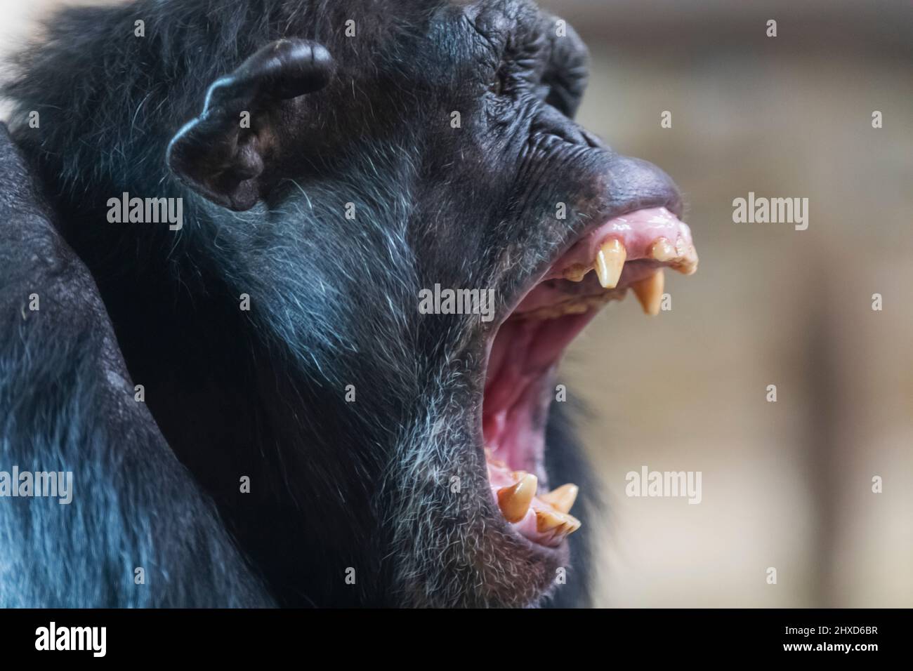 Angry chimpanzee shouting with open mouth hires stock photography and