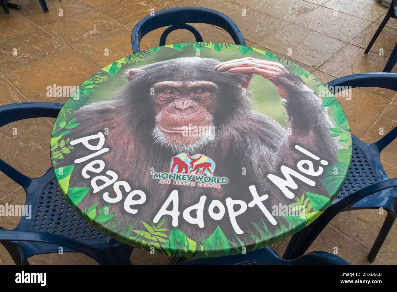 England, Dorset, Monkey World Attraction, Cafe Table Top Showing Monkey Waiting for Adoption Stock Photo