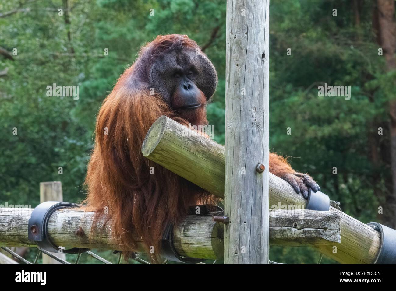 England, Dorset, Monkey World Attraction, Orangutan Stock Photo Alamy