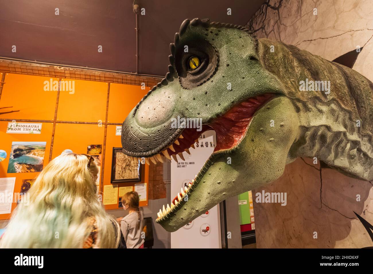 England, Dorset, Dorchester, The Dinosaur Museum, Model of a Dinosaur Head and Museum Visitors Stock Photo