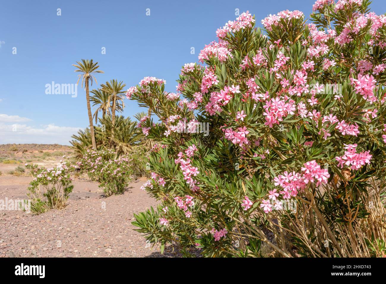 Plant oasis of palm trees and oleander in a stone desert in Morocco. Dry and mineral landscape. Stock Photo