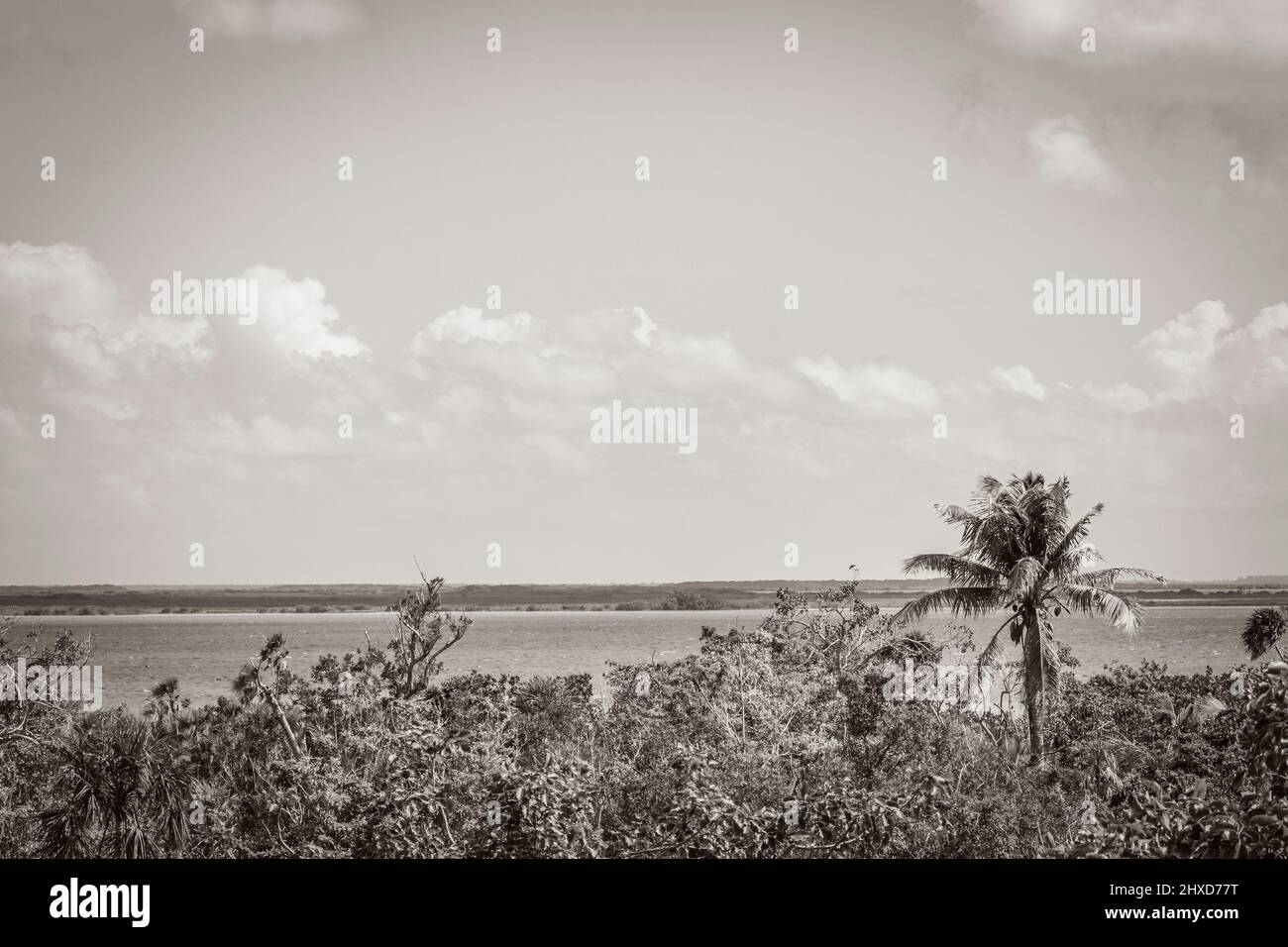 Old black and white picture of the panorama view to the Muyil Lagoon from the wooden viewpoint tower in the tropical jungle nature forest of Sian Ka'a Stock Photo