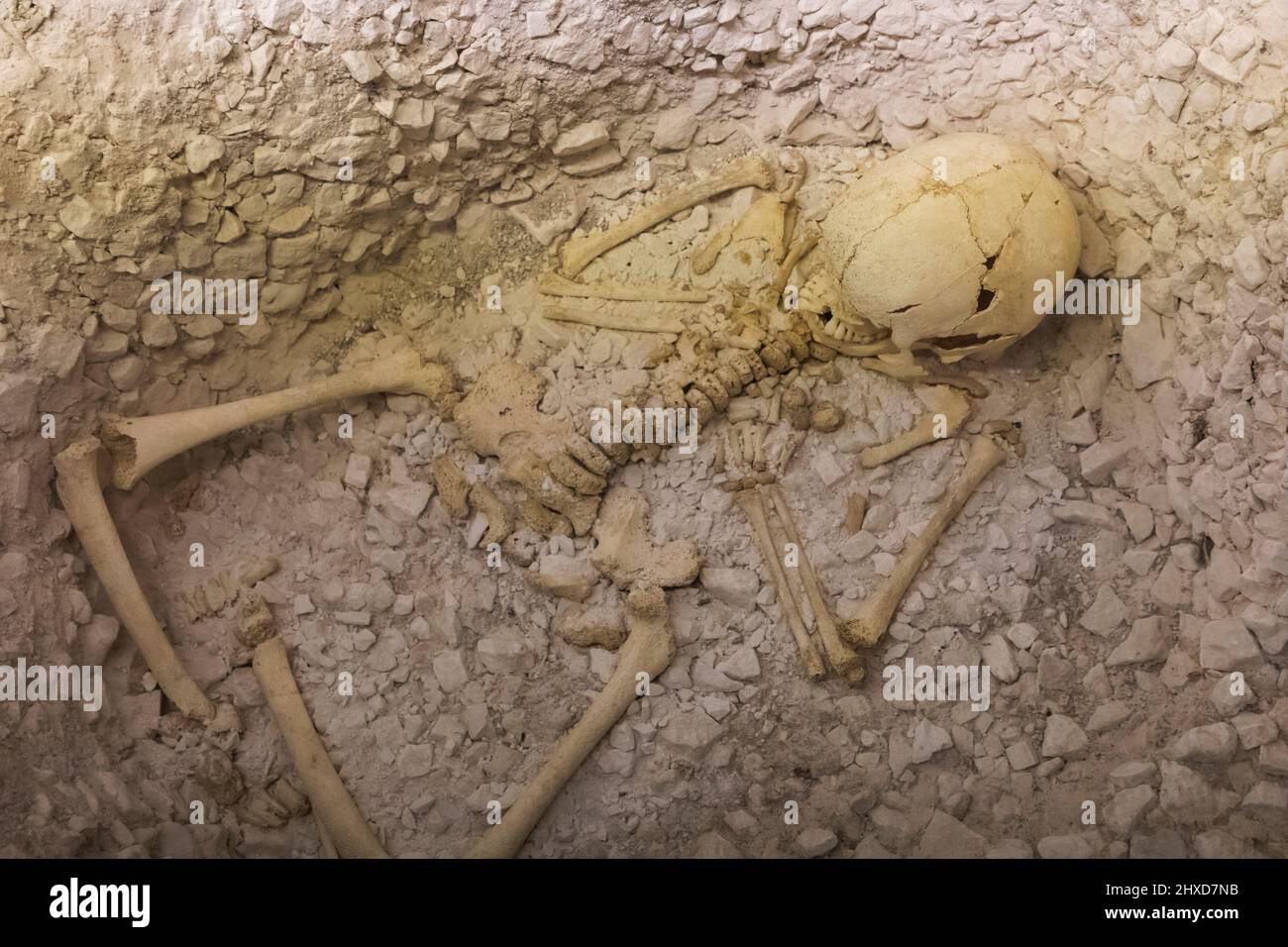 England, Kent, Dover, Dover Museum, Exhibit of a Bronze Age Burial Pit Containing Skeleton of a Young Boy dating from 1520 BC Stock Photo