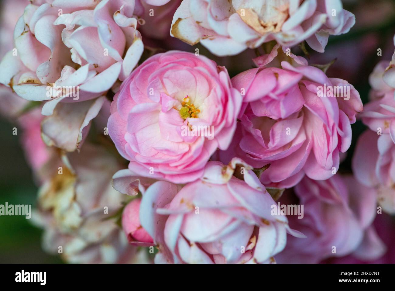 A bunch of old english roses, Värnamo, Sweden Stock Photo Alamy