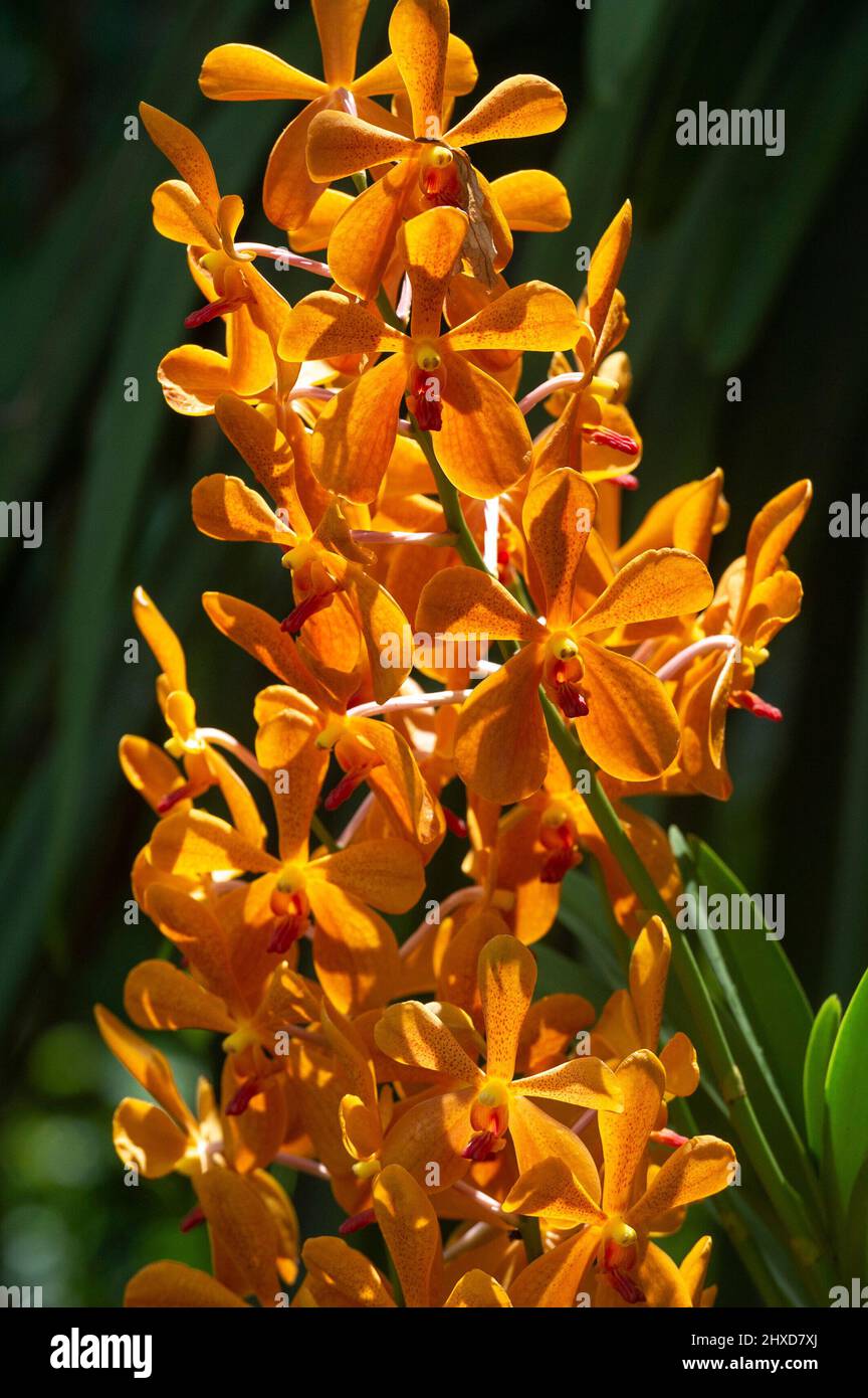 Orange Orchid Flowers