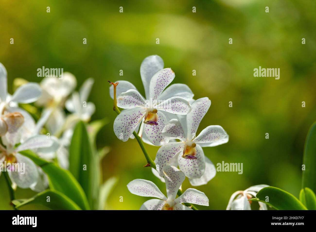 White orchid flowers in a garden in the tropics, Singapore Stock Photo