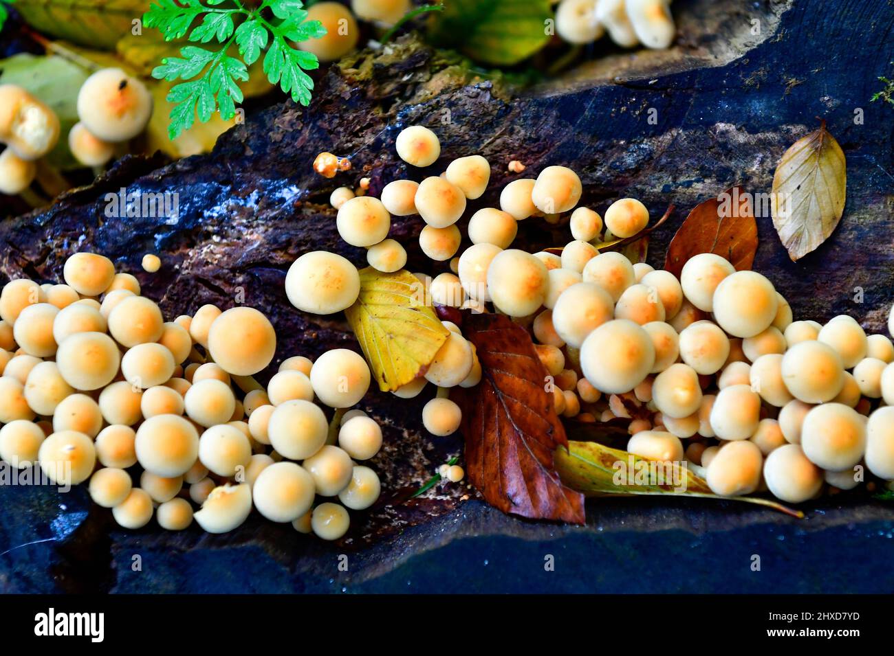 Mushrooms on a tree stump, Lüneburg, Germany Stock Photo
