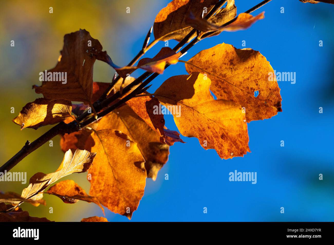 Autumn color of leaves of a beech tree against blue sky, close up, Unnaryd, Sweden Stock Photo