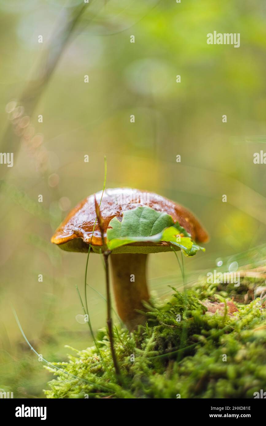 magical mushrooms in autumn in a fairy tale forest, abstract circular bokeh, gall boletus (Tylopilus felleus, Boletus felleus) Stock Photo