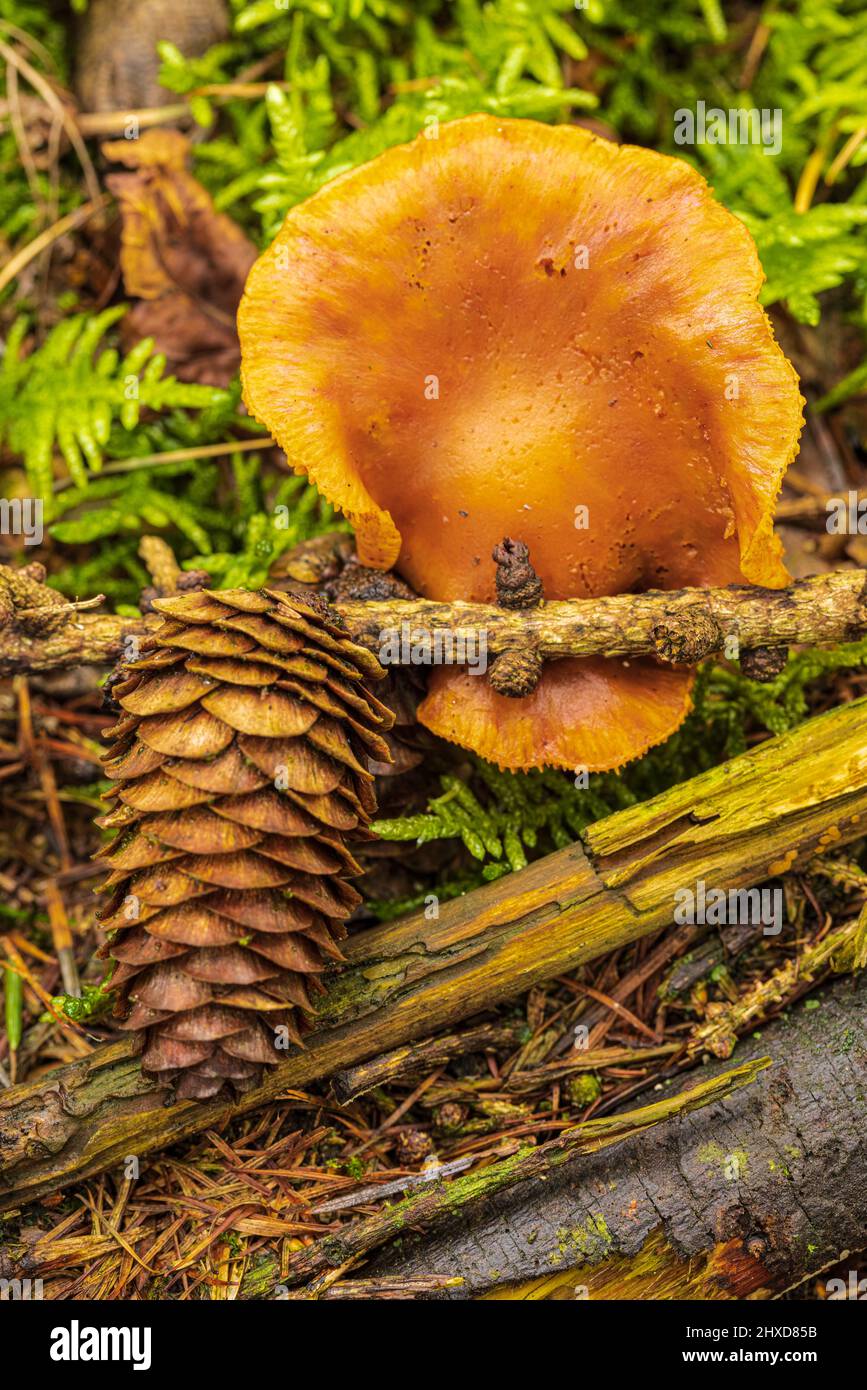 Tree fungus on dead tree, nature in detail, forest still life Stock Photo