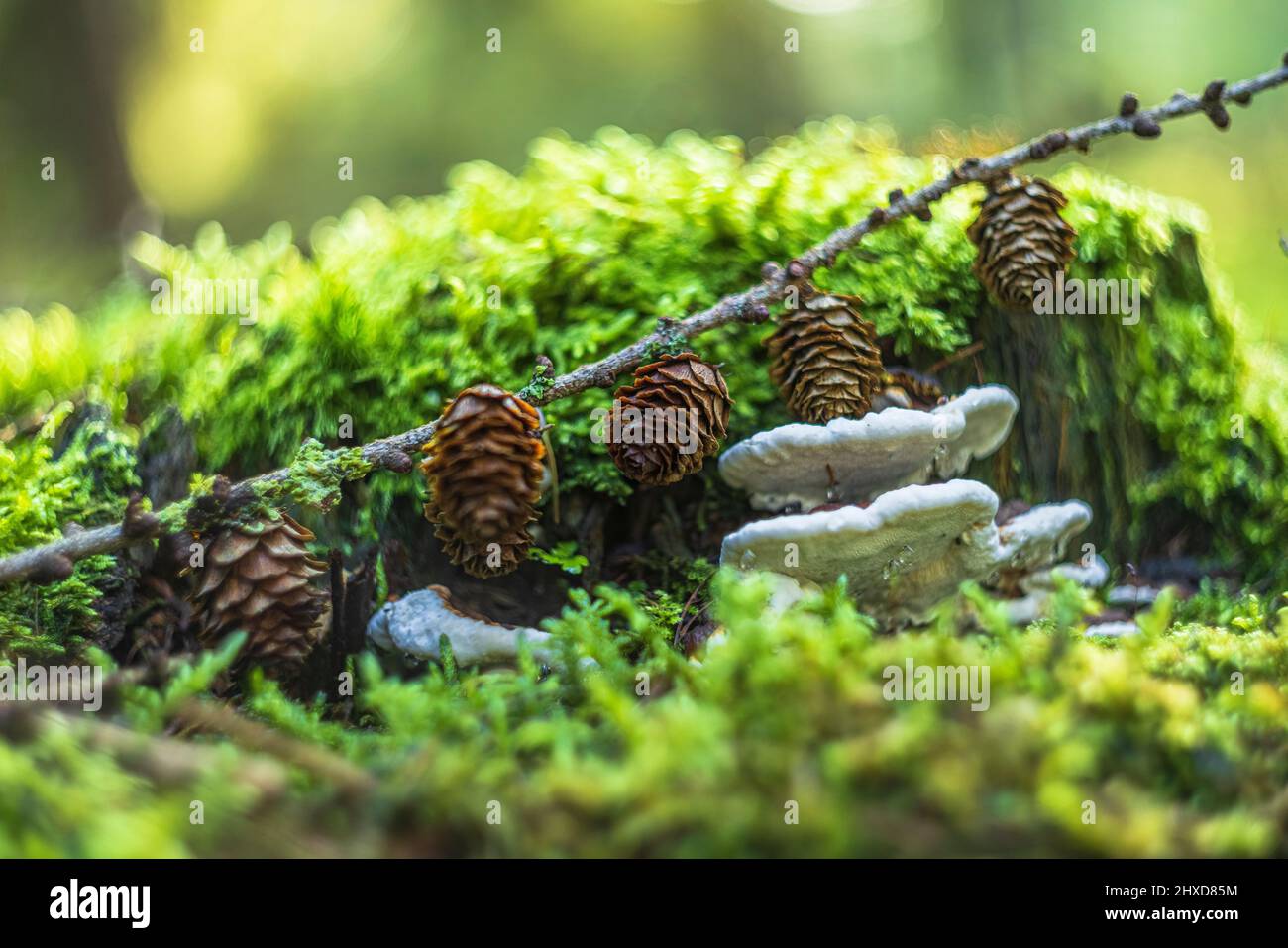A tinder fungus grows on dead wood with guttation Stock Photo Alamy