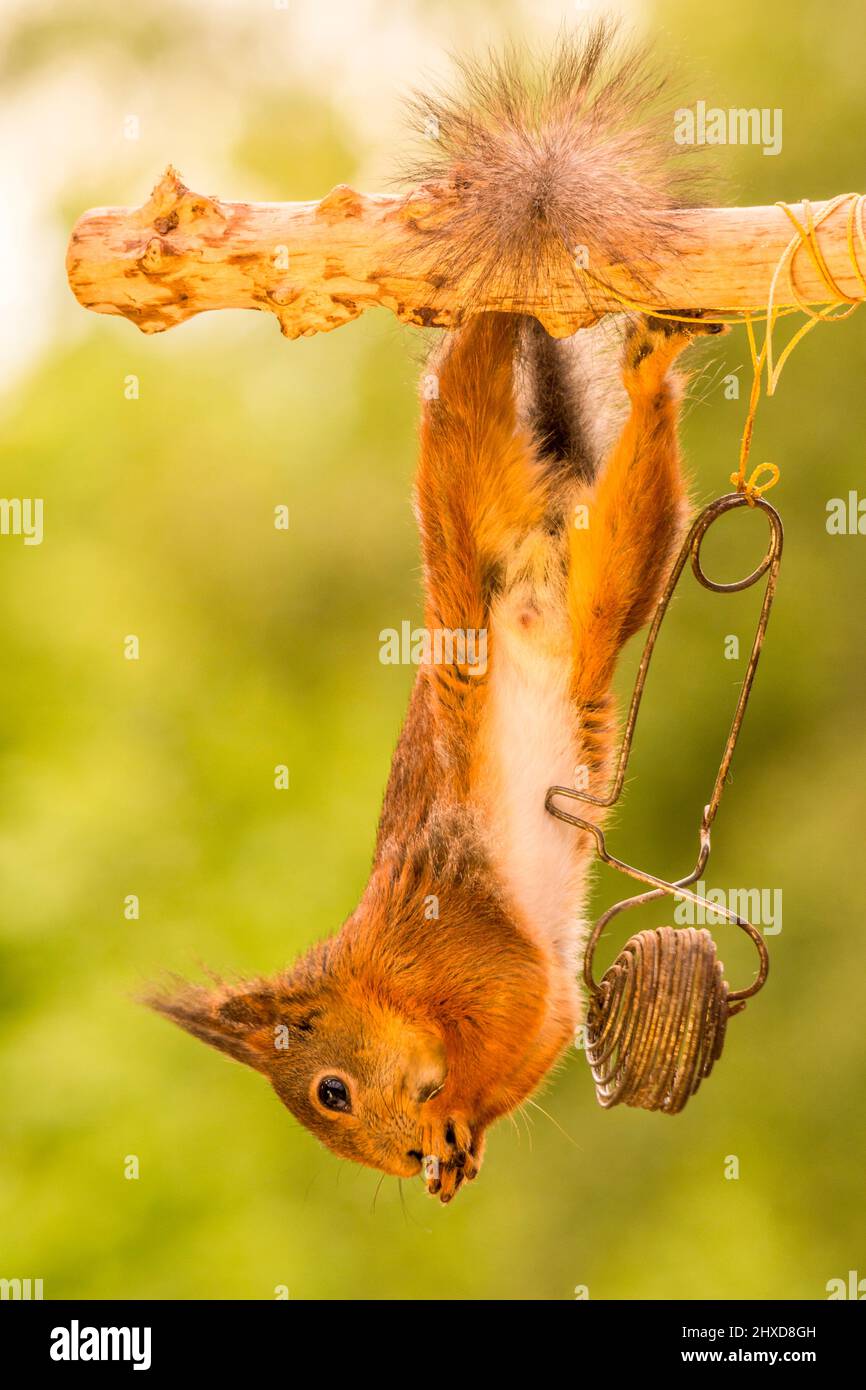 red squirrel hanging upside down Stock Photo
