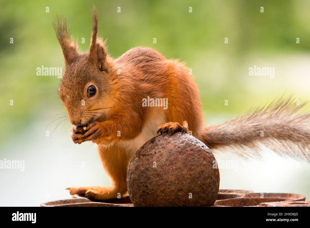 red squirrel standing on iron ball Stock Photo