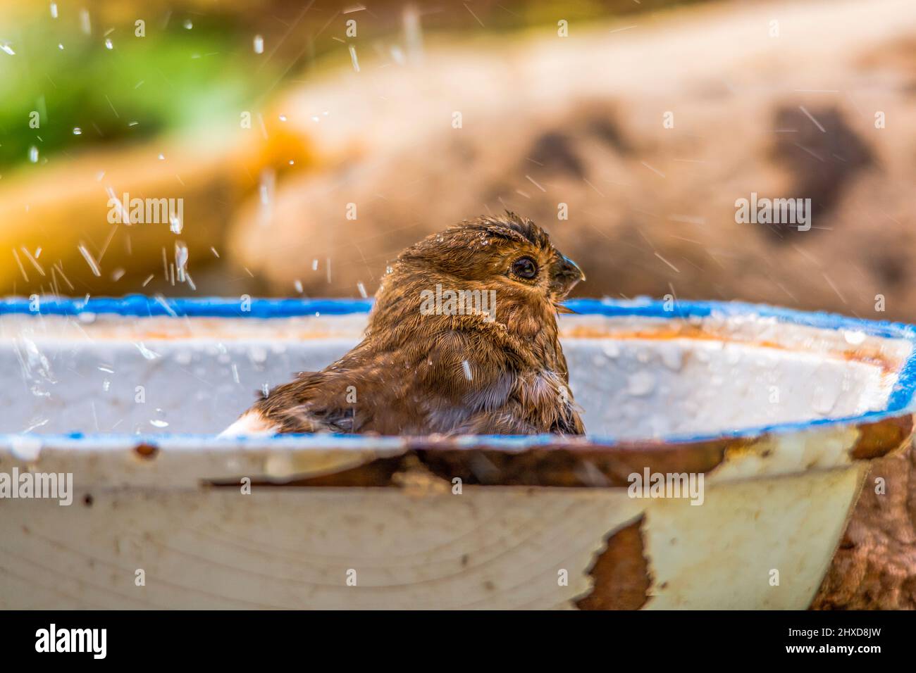 young bullfinch playing in water Stock Photo