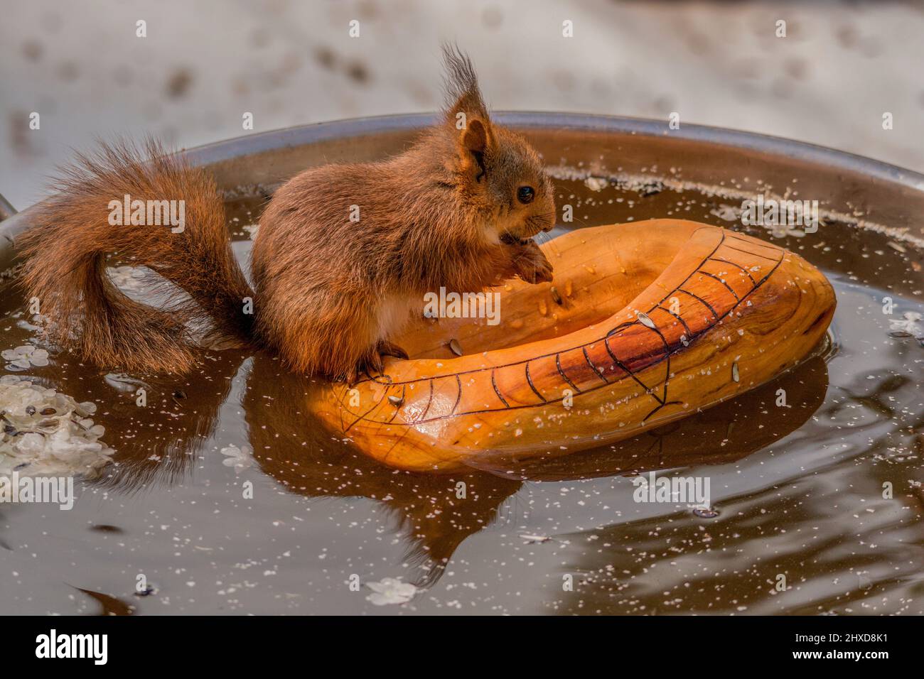 squirrel in woodcraft floating on water Stock Photo