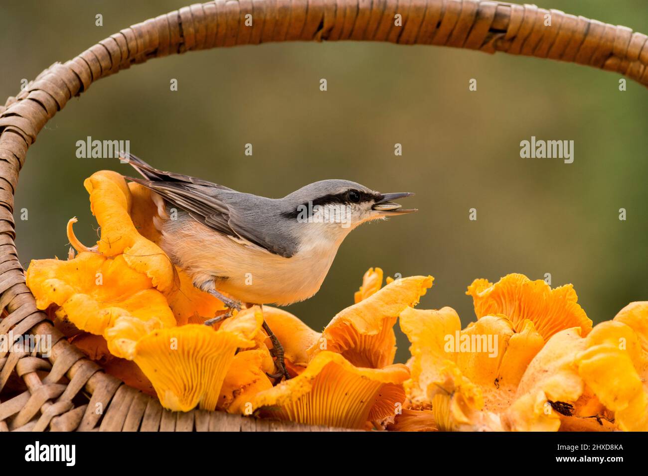 nuthatch standing in basket with kantarell Stock Photo