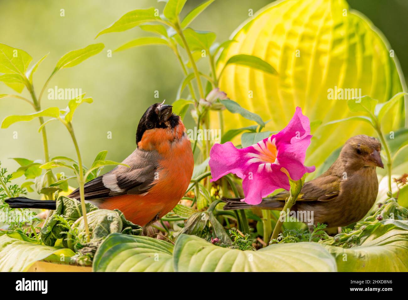 bullfinch and greenfinch with flower hardy gloxinia, Chinese trumpet flower Stock Photo