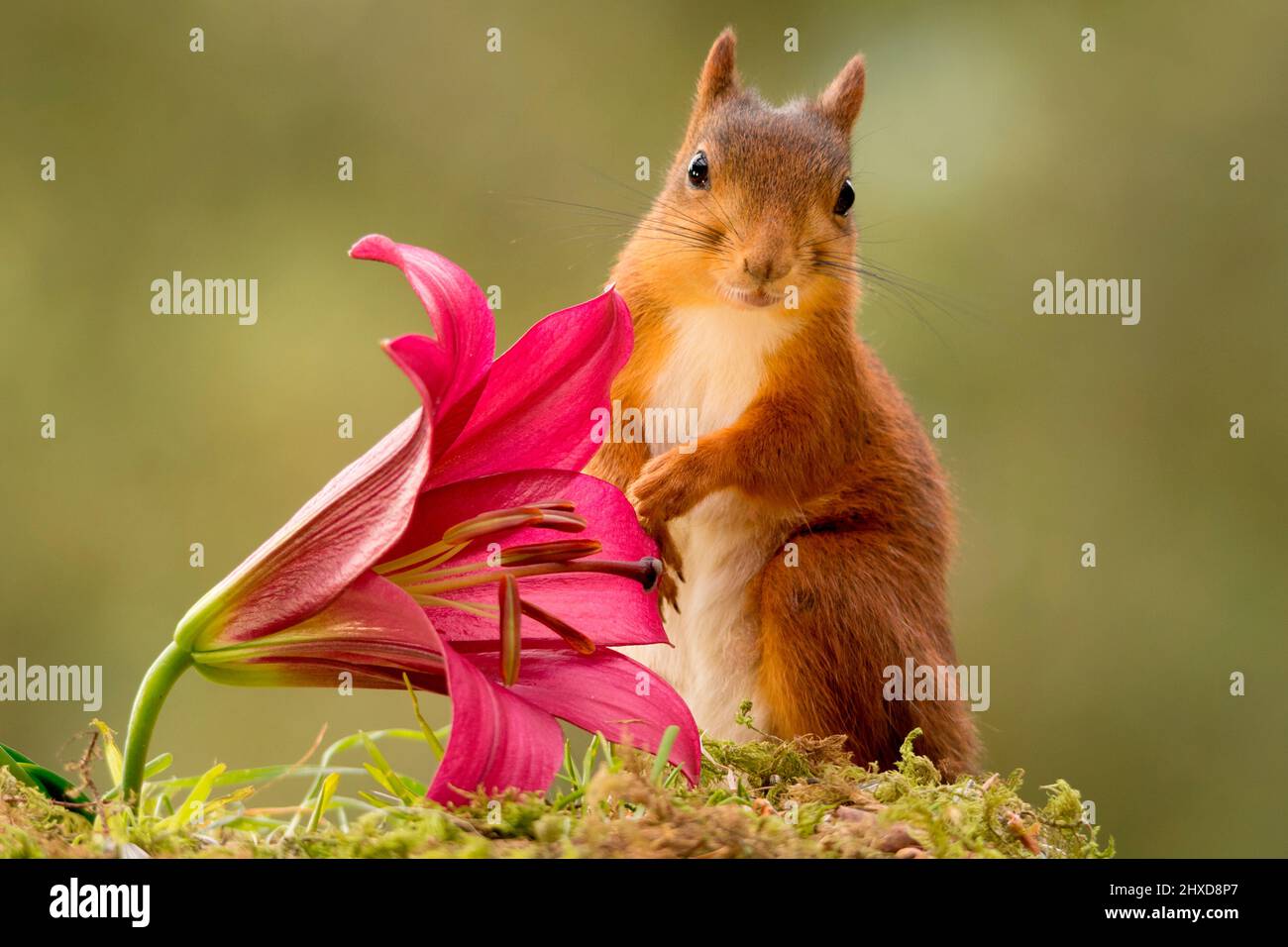 squirrel touching gently a lily Stock Photo