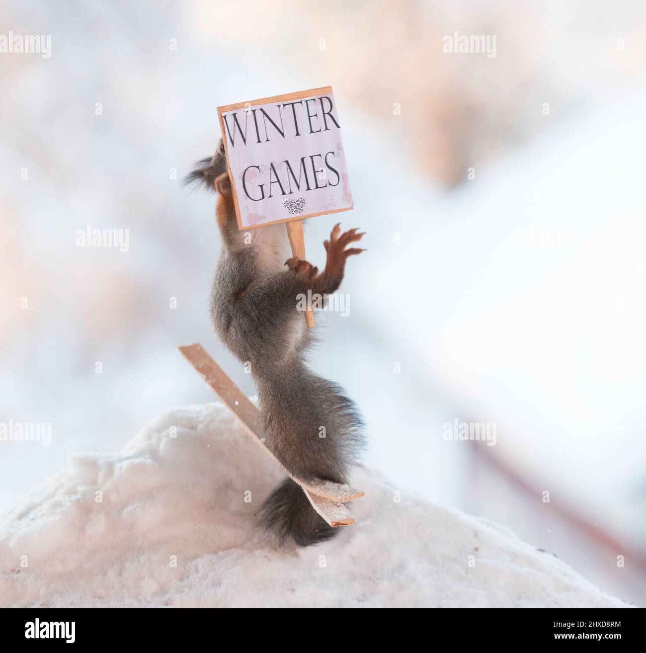 Squirrel on skis with a sign 'Winter Games'. Stock Photo