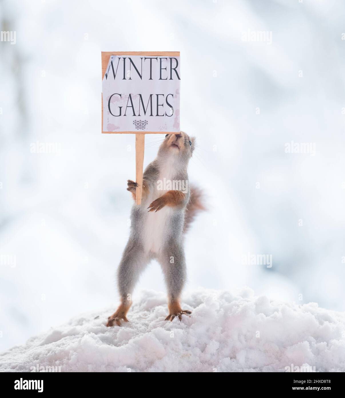 red squirrel holding a sign with winter games text Stock Photo