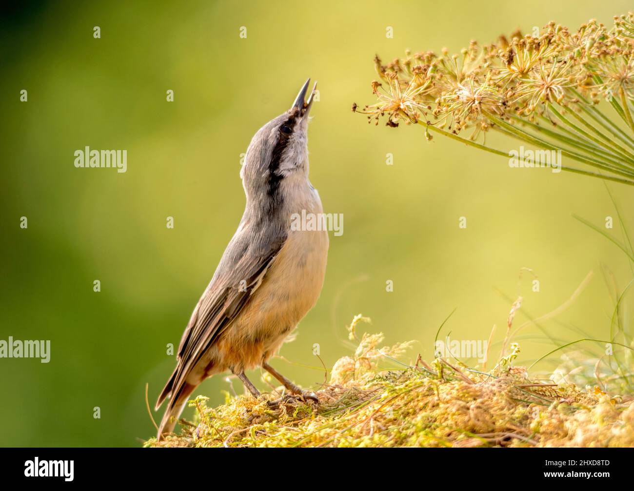 nuthatch standing on a umbellifer plant and looking up Stock Photo