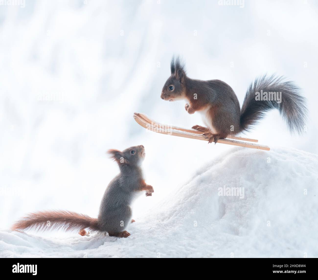 red squirrels on ski jumping Stock Photo Alamy