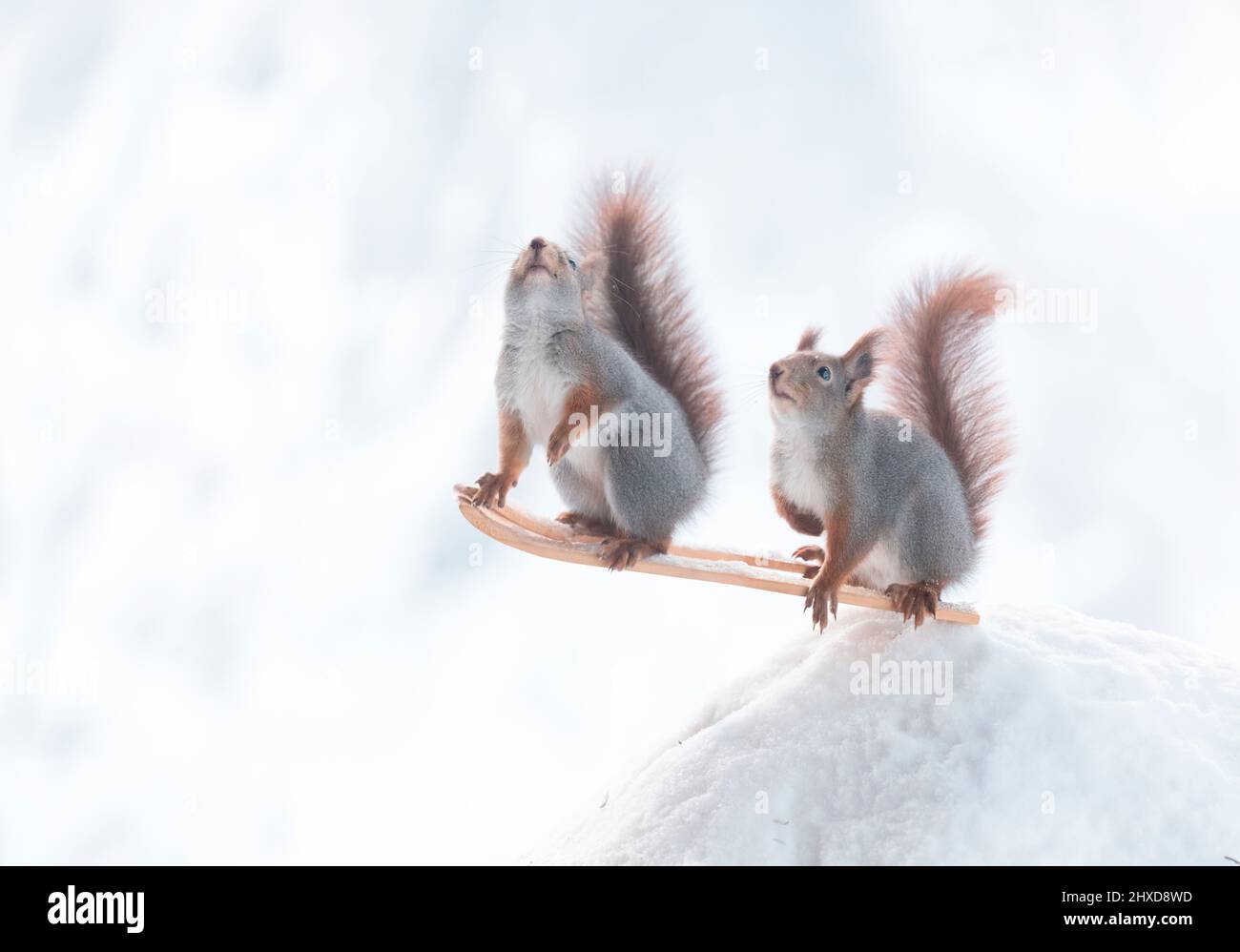 red squirrels on ski jumping Stock Photo Alamy