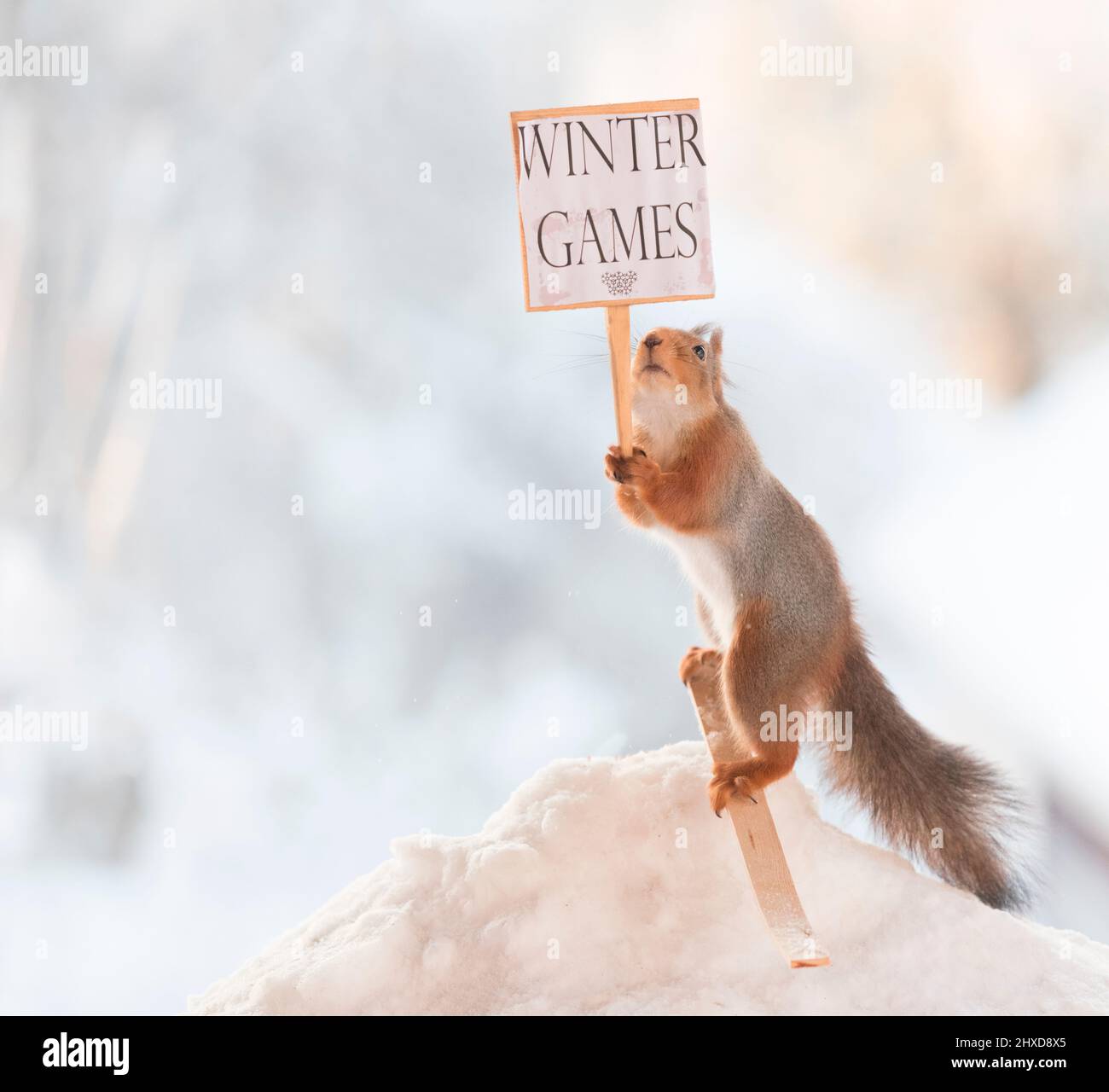 red squirrel on ski holding a sign with winter games text Stock Photo