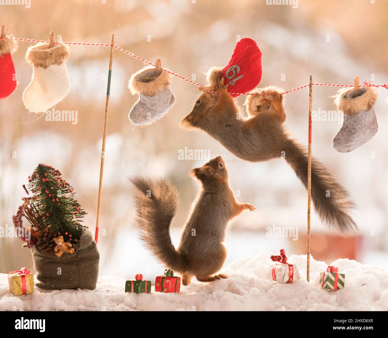 red squirrels with gift stockings Stock Photo