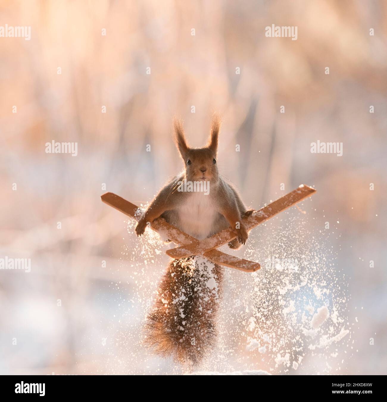 red squirrel is standing on skis Stock Photo Alamy