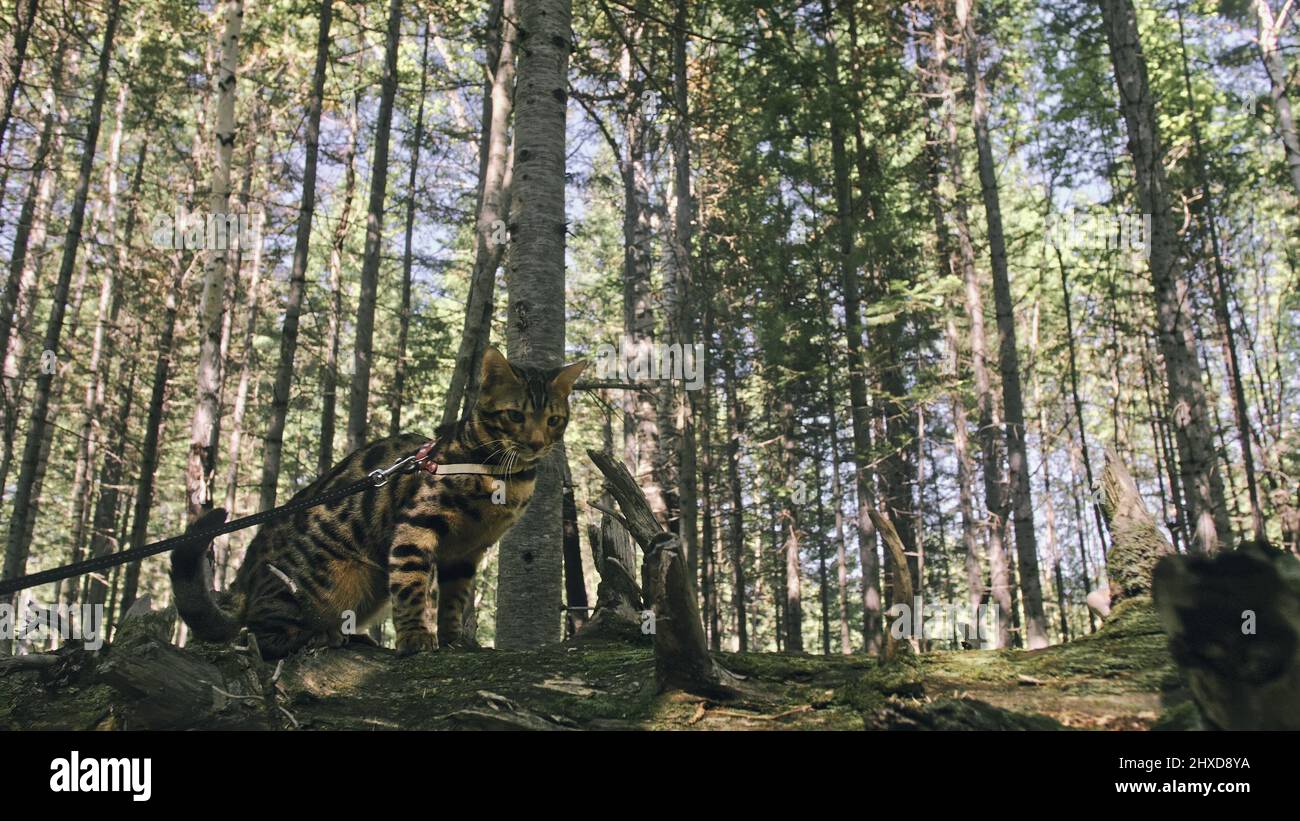 Bengal Reed One cat in a city park. Bengal wildcat walk on the forest in collar ...