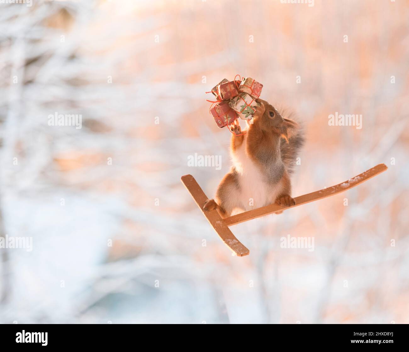Red squirrel is standing on skis hires stock photography and images