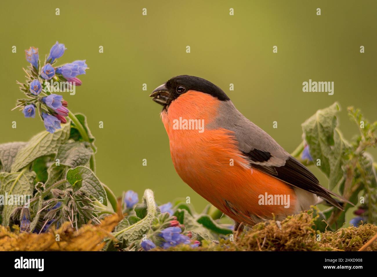 bullfinch is looking at blue flowers Stock Photo