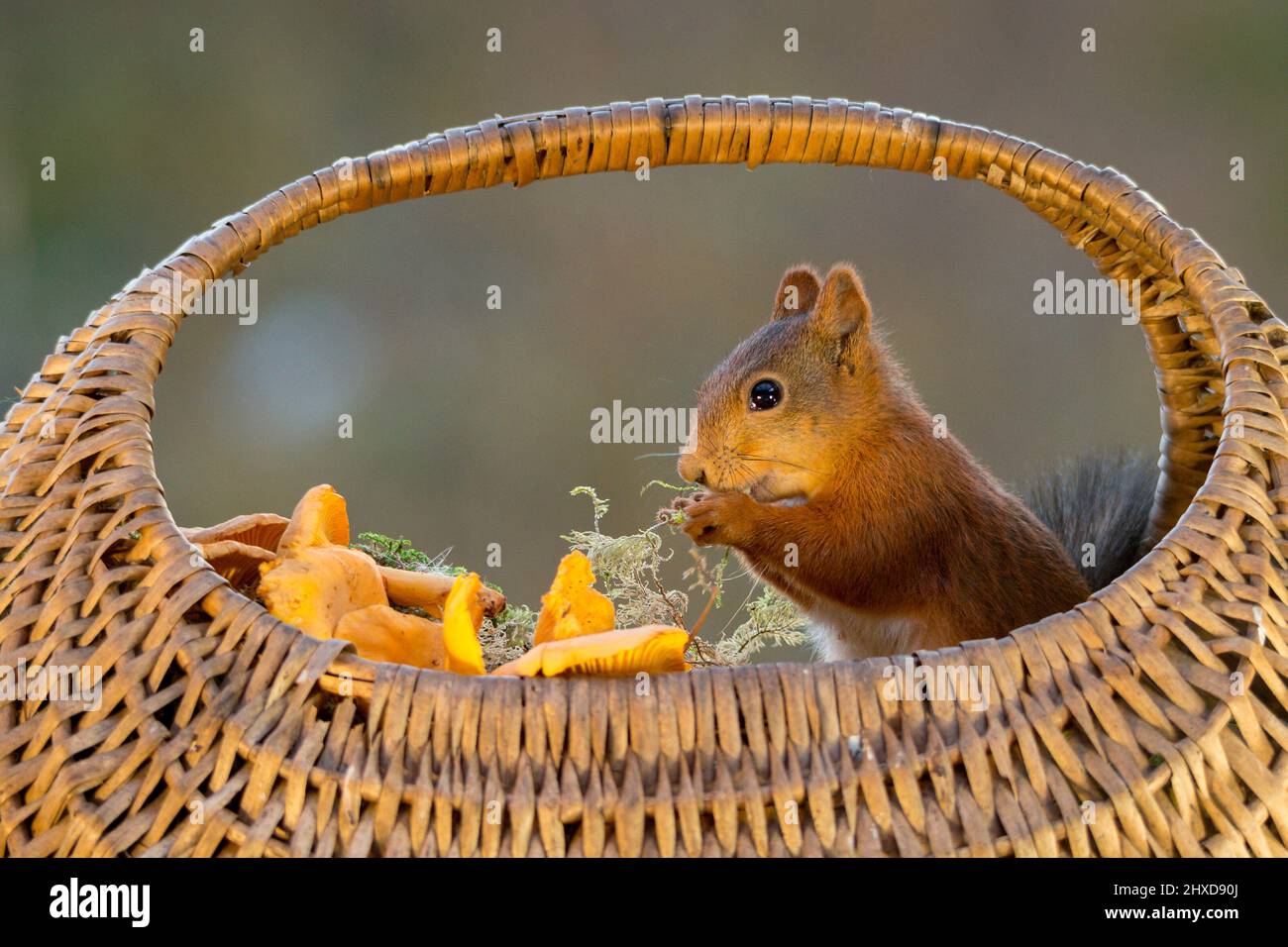 squirrel sitting in basket with eatable mushrooms Stock Photo